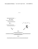 Genetically Intact Induced Pluripotent Cells Or Transdifferentiated Cells     And Methods For The Production Thereof diagram and image