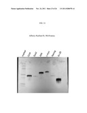 Genetically Intact Induced Pluripotent Cells Or Transdifferentiated Cells     And Methods For The Production Thereof diagram and image