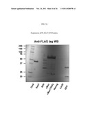 Genetically Intact Induced Pluripotent Cells Or Transdifferentiated Cells     And Methods For The Production Thereof diagram and image