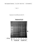 Genetically Intact Induced Pluripotent Cells Or Transdifferentiated Cells     And Methods For The Production Thereof diagram and image