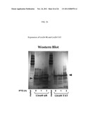 Genetically Intact Induced Pluripotent Cells Or Transdifferentiated Cells     And Methods For The Production Thereof diagram and image