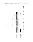 DDR1-Binding Agents and Methods of Use Thereof diagram and image