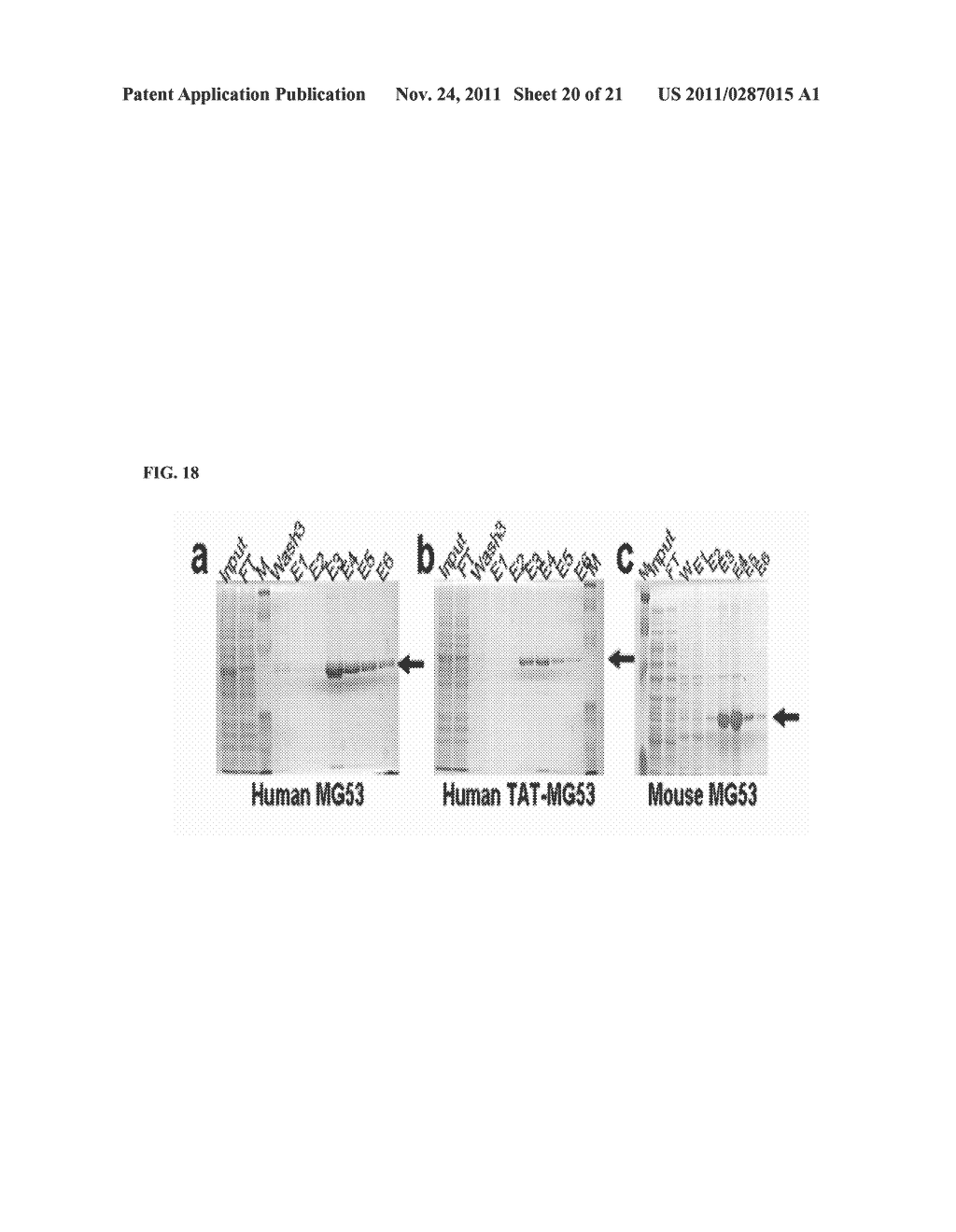 MG53 COMPOSITIONS AND METHODS OF USE - diagram, schematic, and image 21