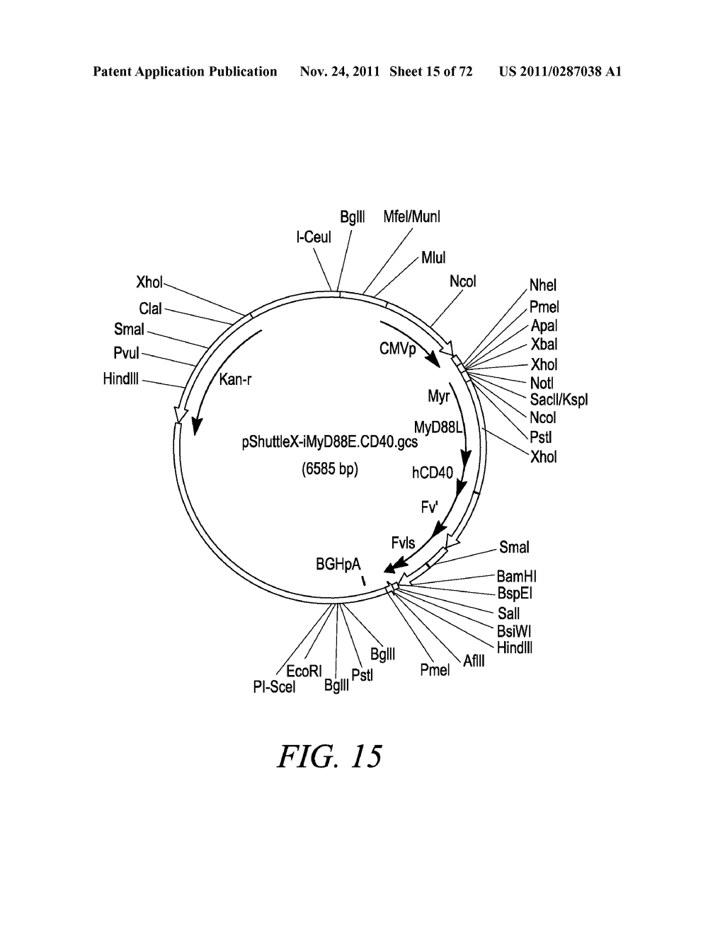 METHOD FOR TREATING SOLID TUMORS - diagram, schematic, and image 16