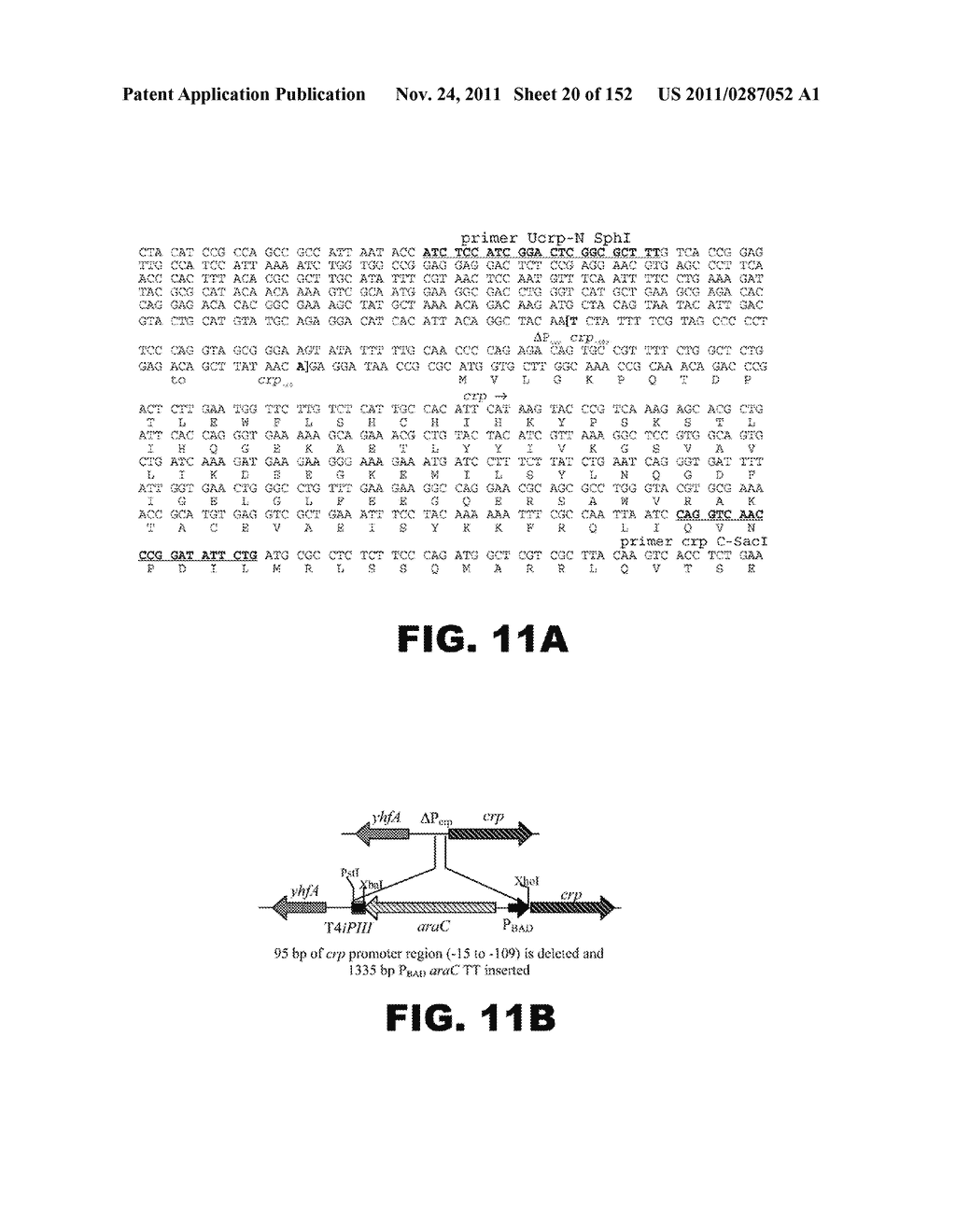 RECOMBINANT BACTERIUM CAPABLE OF ELICITING AN IMMUNE RESPONSE AGAINST     STREPTOCOCCUS PNEUMONIAE - diagram, schematic, and image 21