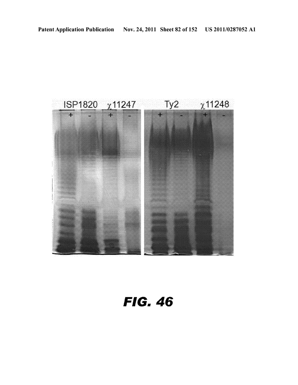 RECOMBINANT BACTERIUM CAPABLE OF ELICITING AN IMMUNE RESPONSE AGAINST     STREPTOCOCCUS PNEUMONIAE - diagram, schematic, and image 83