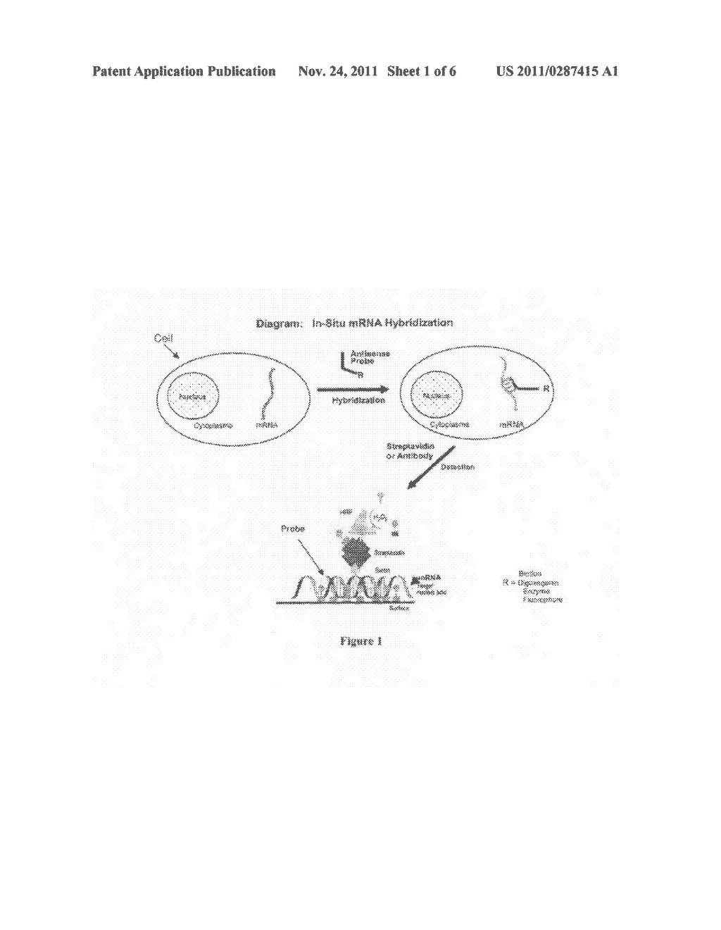 IN-SITU HYBRIDIZATION TO DETECT RNA AND DNA MARKERS - diagram, schematic, and image 02