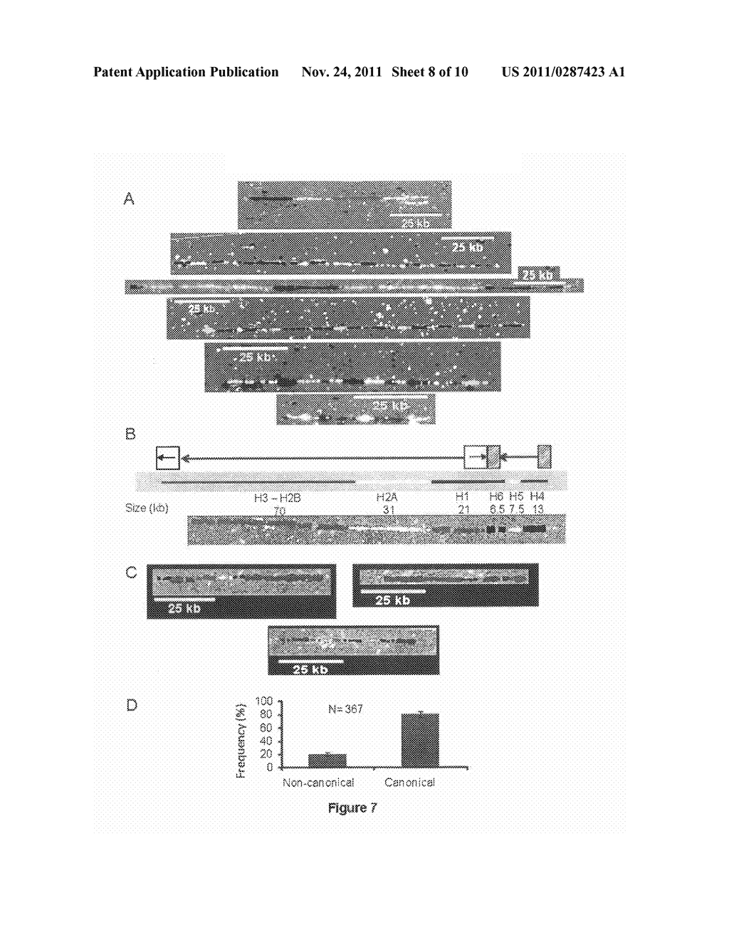 DIAGNOSIS OF VIRAL INFECTIONS BY DETECTION OF GENOMIC AND INFECTIOUS VIRAL     DNA BY MOLECULAR COMBING - diagram, schematic, and image 09