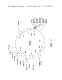 RECOMBINATIONAL CLONING USING ENGINEERED RECOMBINATION SITES diagram and image