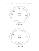 RECOMBINATIONAL CLONING USING ENGINEERED RECOMBINATION SITES diagram and image