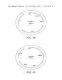 RECOMBINATIONAL CLONING USING ENGINEERED RECOMBINATION SITES diagram and image