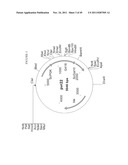 GENETICALLY MODIFIED YEAST SPECIES, AND FERMENTATION PROCESSES USING     GENETICALLY MODIFIED YEAST diagram and image