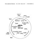 GENETICALLY MODIFIED YEAST SPECIES, AND FERMENTATION PROCESSES USING     GENETICALLY MODIFIED YEAST diagram and image