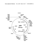 GENETICALLY MODIFIED YEAST SPECIES, AND FERMENTATION PROCESSES USING     GENETICALLY MODIFIED YEAST diagram and image