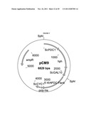 GENETICALLY MODIFIED YEAST SPECIES, AND FERMENTATION PROCESSES USING     GENETICALLY MODIFIED YEAST diagram and image