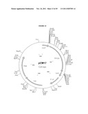 GENETICALLY MODIFIED YEAST SPECIES, AND FERMENTATION PROCESSES USING     GENETICALLY MODIFIED YEAST diagram and image