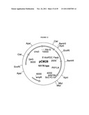 GENETICALLY MODIFIED YEAST SPECIES, AND FERMENTATION PROCESSES USING     GENETICALLY MODIFIED YEAST diagram and image