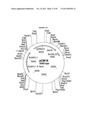 GENETICALLY MODIFIED YEAST SPECIES, AND FERMENTATION PROCESSES USING     GENETICALLY MODIFIED YEAST diagram and image