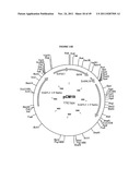 GENETICALLY MODIFIED YEAST SPECIES, AND FERMENTATION PROCESSES USING     GENETICALLY MODIFIED YEAST diagram and image