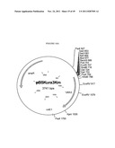 GENETICALLY MODIFIED YEAST SPECIES, AND FERMENTATION PROCESSES USING     GENETICALLY MODIFIED YEAST diagram and image