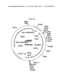 GENETICALLY MODIFIED YEAST SPECIES, AND FERMENTATION PROCESSES USING     GENETICALLY MODIFIED YEAST diagram and image