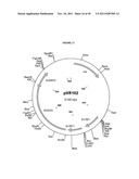 GENETICALLY MODIFIED YEAST SPECIES, AND FERMENTATION PROCESSES USING     GENETICALLY MODIFIED YEAST diagram and image