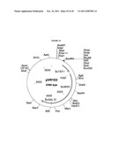 GENETICALLY MODIFIED YEAST SPECIES, AND FERMENTATION PROCESSES USING     GENETICALLY MODIFIED YEAST diagram and image