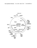 GENETICALLY MODIFIED YEAST SPECIES, AND FERMENTATION PROCESSES USING     GENETICALLY MODIFIED YEAST diagram and image