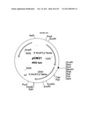 GENETICALLY MODIFIED YEAST SPECIES, AND FERMENTATION PROCESSES USING     GENETICALLY MODIFIED YEAST diagram and image