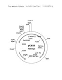 GENETICALLY MODIFIED YEAST SPECIES, AND FERMENTATION PROCESSES USING     GENETICALLY MODIFIED YEAST diagram and image