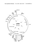 GENETICALLY MODIFIED YEAST SPECIES, AND FERMENTATION PROCESSES USING     GENETICALLY MODIFIED YEAST diagram and image