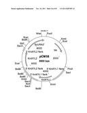 GENETICALLY MODIFIED YEAST SPECIES, AND FERMENTATION PROCESSES USING     GENETICALLY MODIFIED YEAST diagram and image