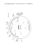 GENETICALLY MODIFIED YEAST SPECIES, AND FERMENTATION PROCESSES USING     GENETICALLY MODIFIED YEAST diagram and image