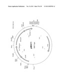 GENETICALLY MODIFIED YEAST SPECIES, AND FERMENTATION PROCESSES USING     GENETICALLY MODIFIED YEAST diagram and image