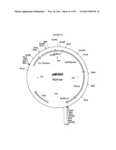 GENETICALLY MODIFIED YEAST SPECIES, AND FERMENTATION PROCESSES USING     GENETICALLY MODIFIED YEAST diagram and image