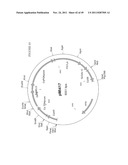 GENETICALLY MODIFIED YEAST SPECIES, AND FERMENTATION PROCESSES USING     GENETICALLY MODIFIED YEAST diagram and image