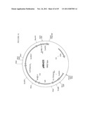 GENETICALLY MODIFIED YEAST SPECIES, AND FERMENTATION PROCESSES USING     GENETICALLY MODIFIED YEAST diagram and image