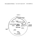 GENETICALLY MODIFIED YEAST SPECIES, AND FERMENTATION PROCESSES USING     GENETICALLY MODIFIED YEAST diagram and image