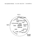 GENETICALLY MODIFIED YEAST SPECIES, AND FERMENTATION PROCESSES USING     GENETICALLY MODIFIED YEAST diagram and image