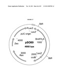 GENETICALLY MODIFIED YEAST SPECIES, AND FERMENTATION PROCESSES USING     GENETICALLY MODIFIED YEAST diagram and image