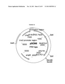 GENETICALLY MODIFIED YEAST SPECIES, AND FERMENTATION PROCESSES USING     GENETICALLY MODIFIED YEAST diagram and image