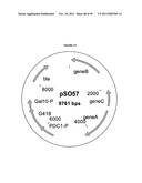 GENETICALLY MODIFIED YEAST SPECIES, AND FERMENTATION PROCESSES USING     GENETICALLY MODIFIED YEAST diagram and image