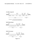 BLOOD GROUP ANTIGENS OF DIFFERENT TYPES FOR DIAGNOSTIC AND THERAPEUTIC     APPLICATIONS diagram and image