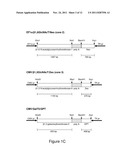 BLOOD GROUP ANTIGENS OF DIFFERENT TYPES FOR DIAGNOSTIC AND THERAPEUTIC     APPLICATIONS diagram and image