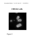 BLOOD GROUP ANTIGENS OF DIFFERENT TYPES FOR DIAGNOSTIC AND THERAPEUTIC     APPLICATIONS diagram and image