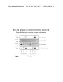 BLOOD GROUP ANTIGENS OF DIFFERENT TYPES FOR DIAGNOSTIC AND THERAPEUTIC     APPLICATIONS diagram and image