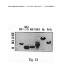 NOVEL BAG PROTEINS AND NUCLEIC ACID MOLECULES ENCODING THEM diagram and image