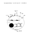 METHODS FOR TREATMENT OF THIOL-CONTAINING COMPOUND DEFICIENT CONDITIONS diagram and image