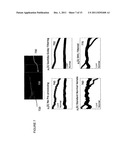 APPARATUS, SYSTEMS, METHODS AND COMPUTER-ACCESSIBLE MEDIUM FOR SPECTRAL     ANALYSIS OF OPTICAL COHERENCE TOMOGRAPHY IMAGES diagram and image