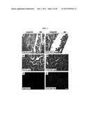 COMPOSITIONS AND METHODS OF USE OF TARGETING PEPTIDES AGAINST PLACENTA AND     ADIPOSE TISSUES diagram and image